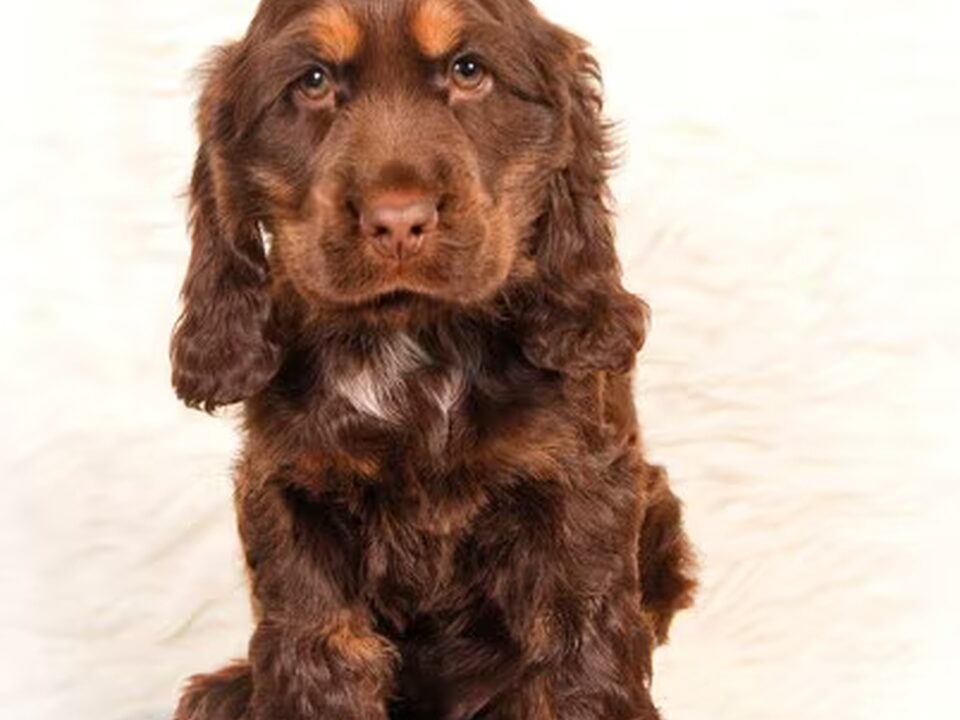 Pups van Csipirkei Cockers