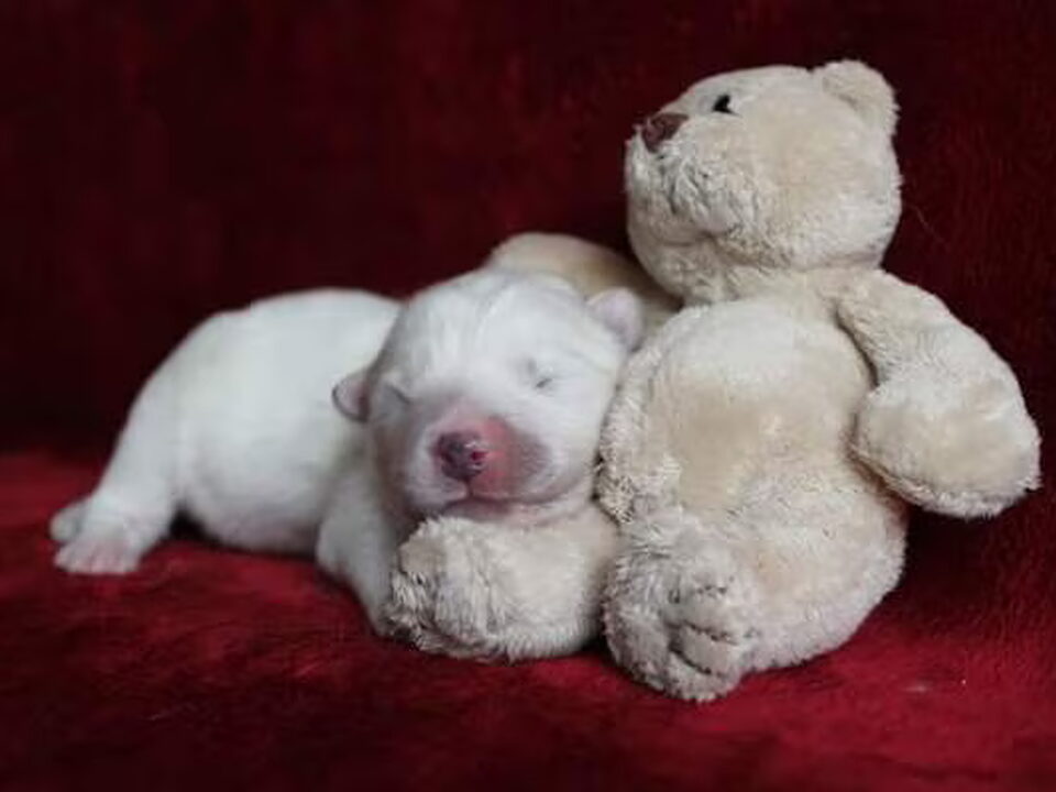 Pups van van 't Huis te Woude