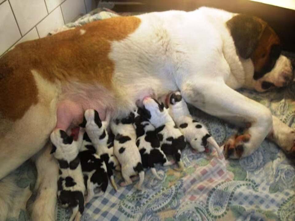 Pups van v. Zwitsers-Heim