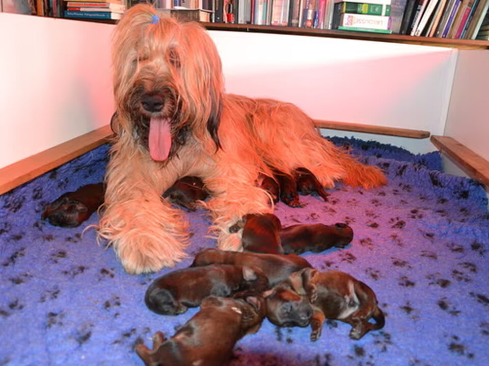 Pups van La Jeunesse de Valence
