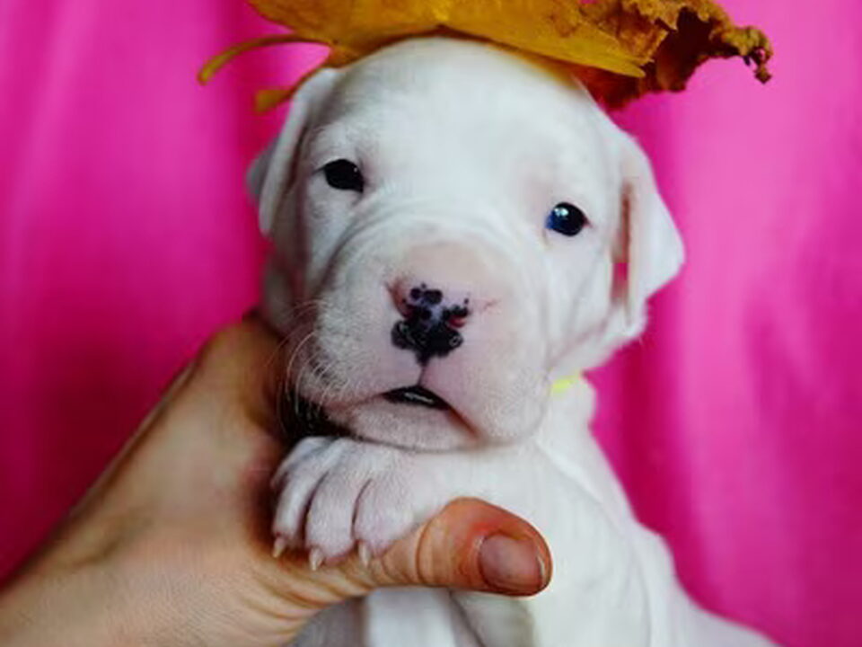 Pups van Dogo Argentino Kennel De La Orgullo Blanco