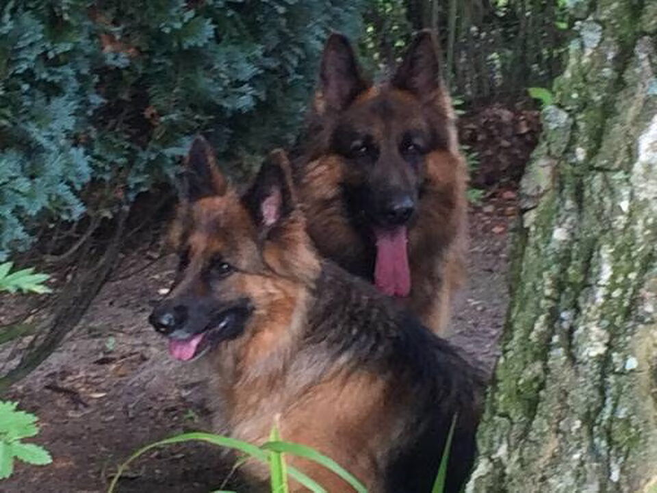 Pups van Heaven,s Angels