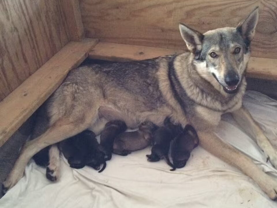 Pups van kennel vom Weidenwald