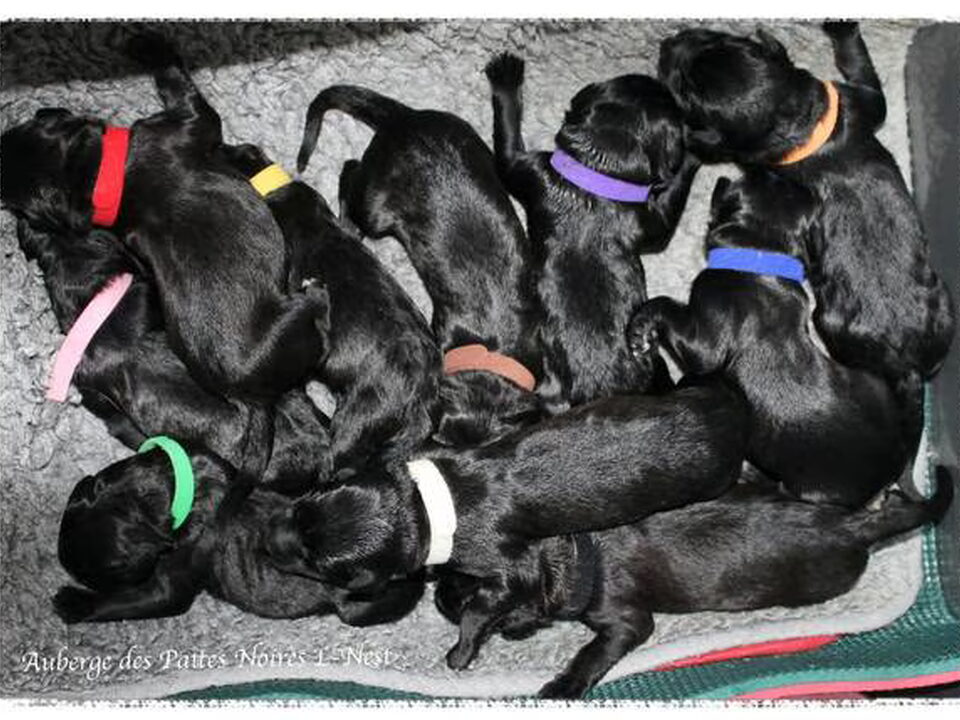 Pups van Briardkennel " Auberge des pattes noires"