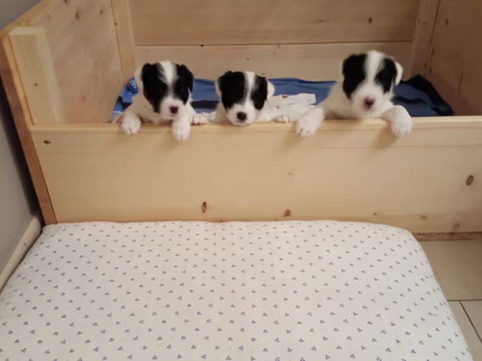 Pups van Ensche