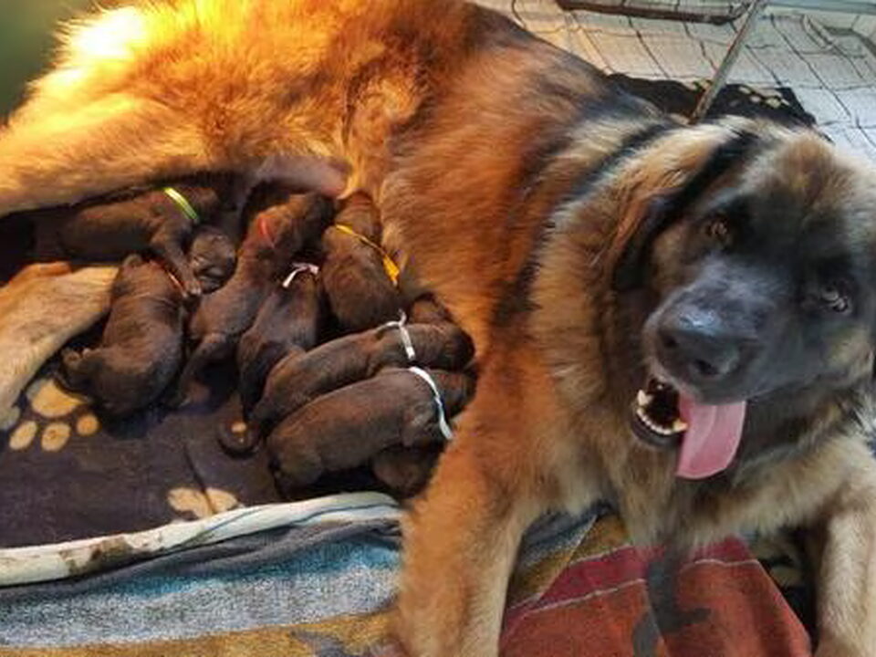 Pups van from Kalua's Spirit