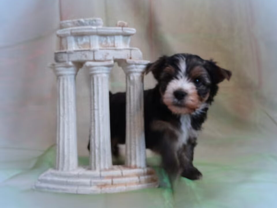 Pups van @ Jolly Shelter
