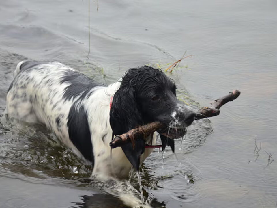 Foto van Kennel Sumaringahem (KMSH Van het Bramendal)