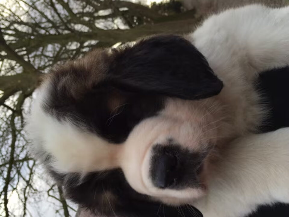 Pups van van het Demsterwold