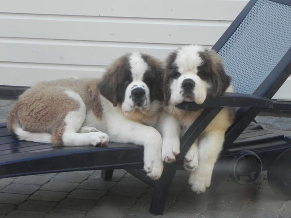 Foto van van het Demsterwold