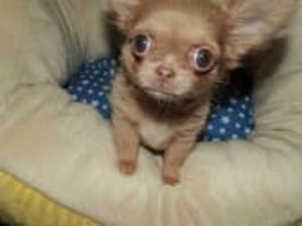 Pups van Mooie Chihuahua voor adoptie.