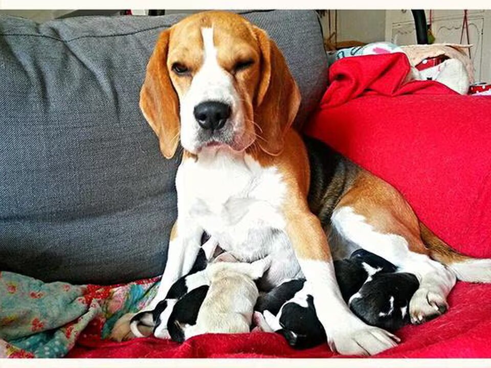 Pups van Mascha's Trailblazers
