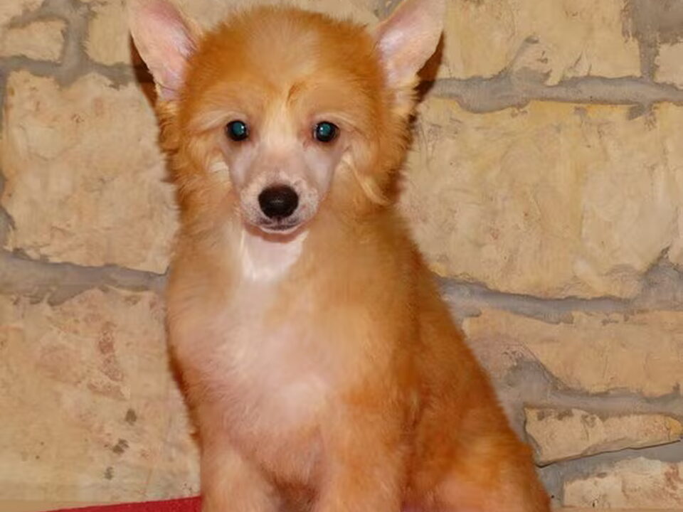 Pups van Forseti´s