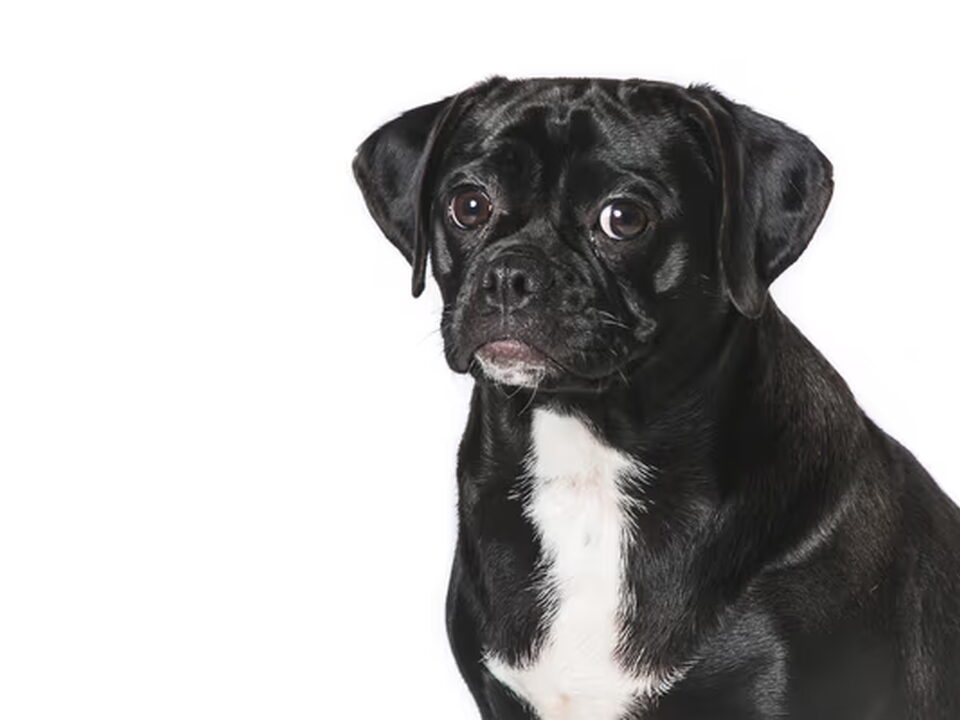 Foto van Puggle&Co