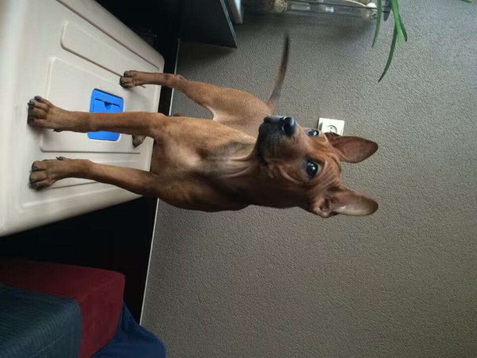 Pups van kennel Van 't Kortewoud