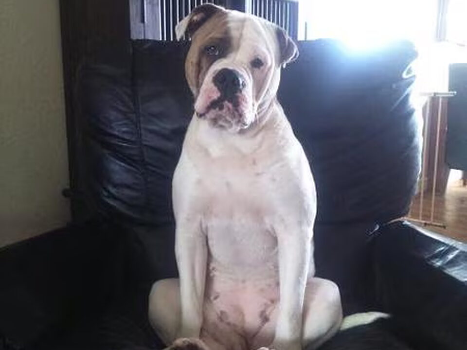 Foto van Ayrshire Bulldogs