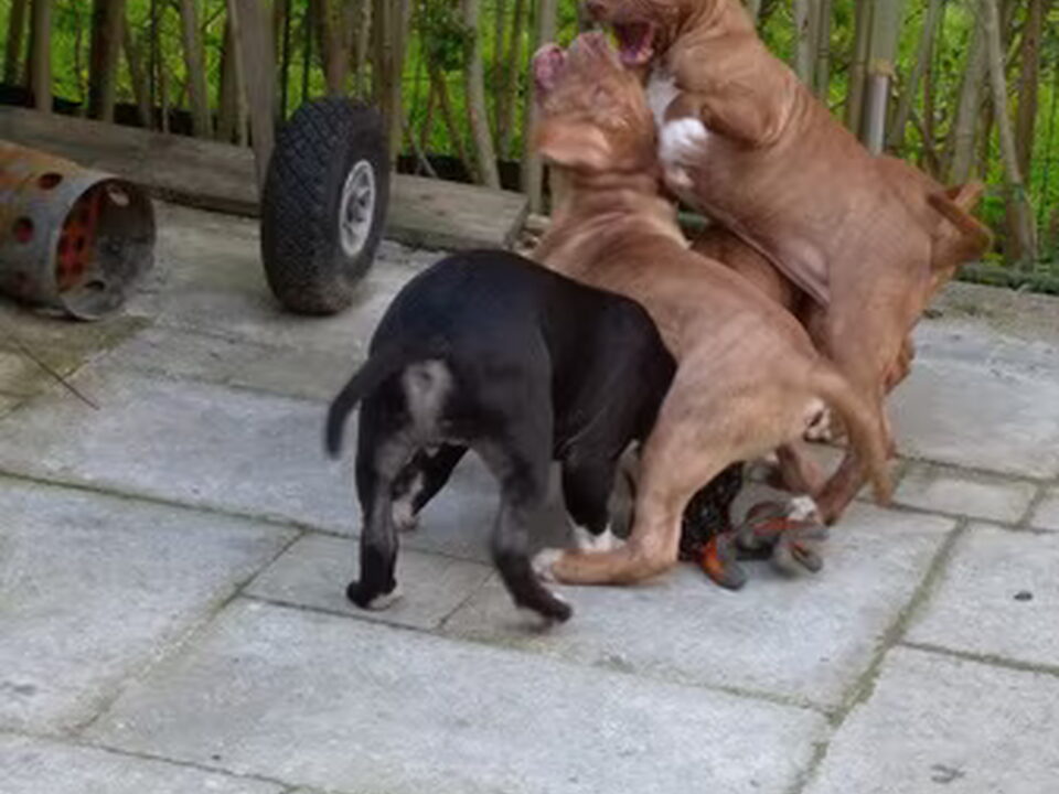 Pups van Den Haag Zuid
