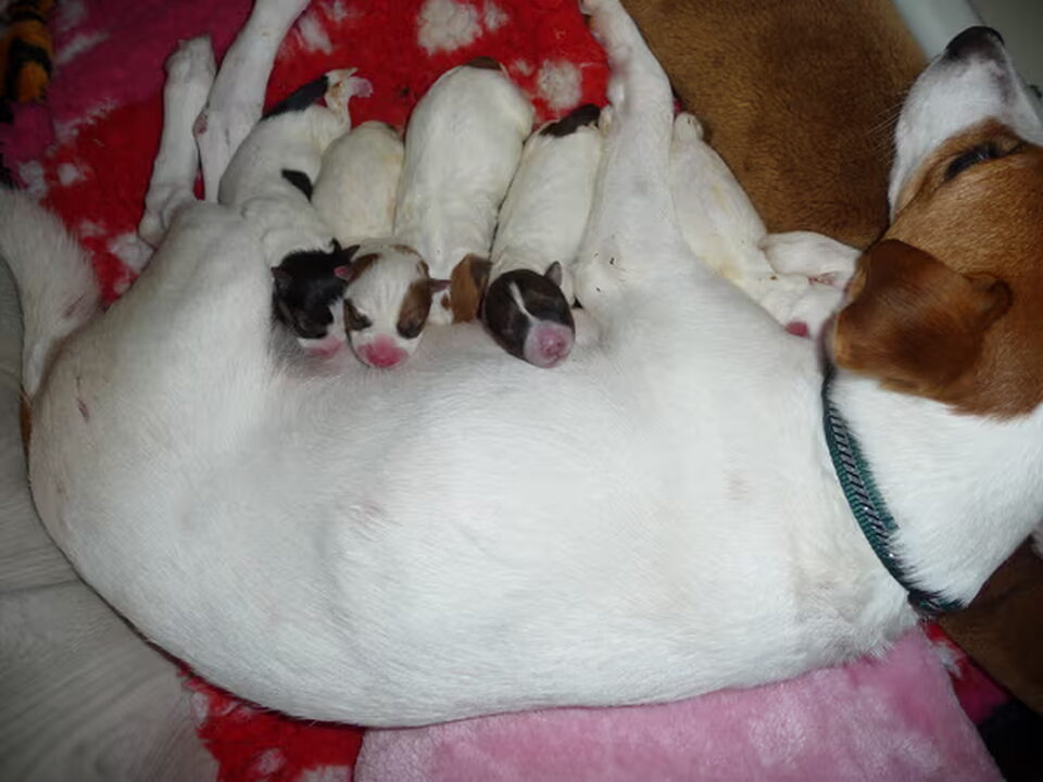 Pups van vallesuave