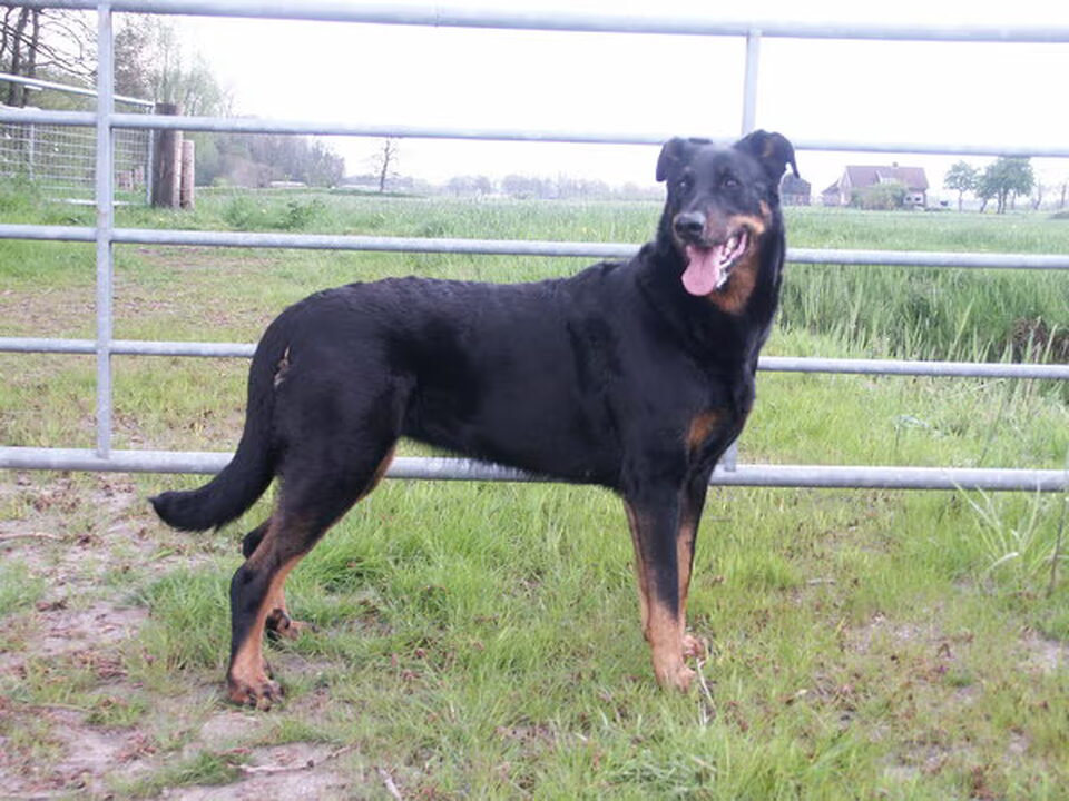 Pups van ADMIRABLE CHIEN