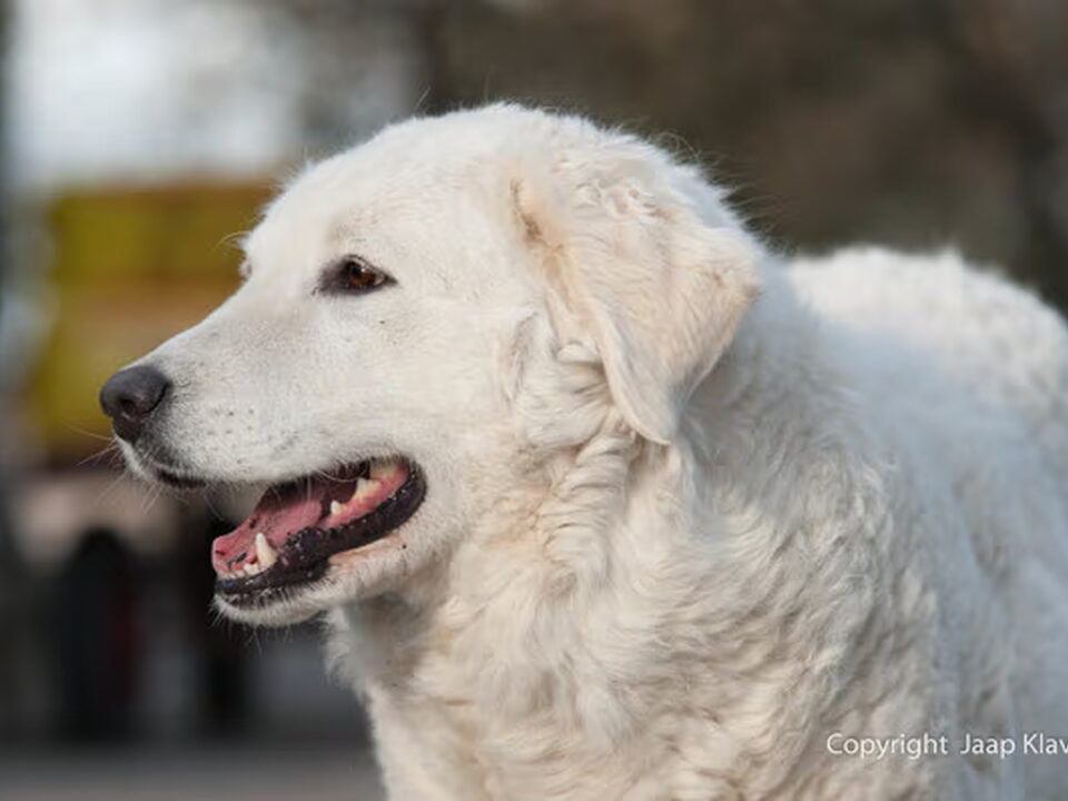 Foto van Kuvasz Magasztos