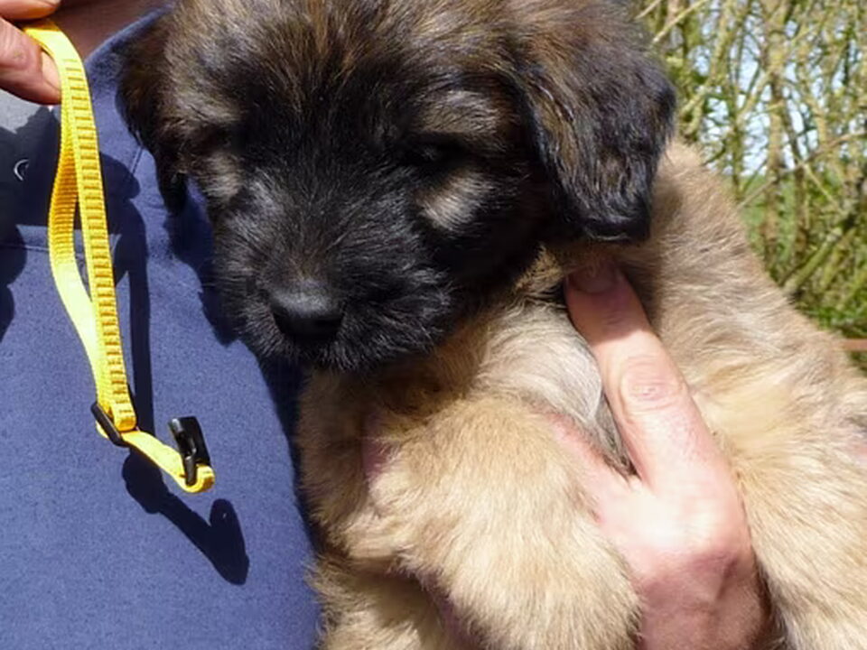 Pups van merza