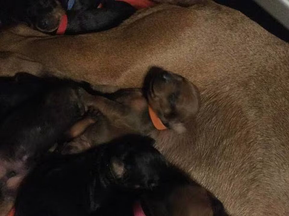 Pups van Sun Buddies (Duitse Pinscher )