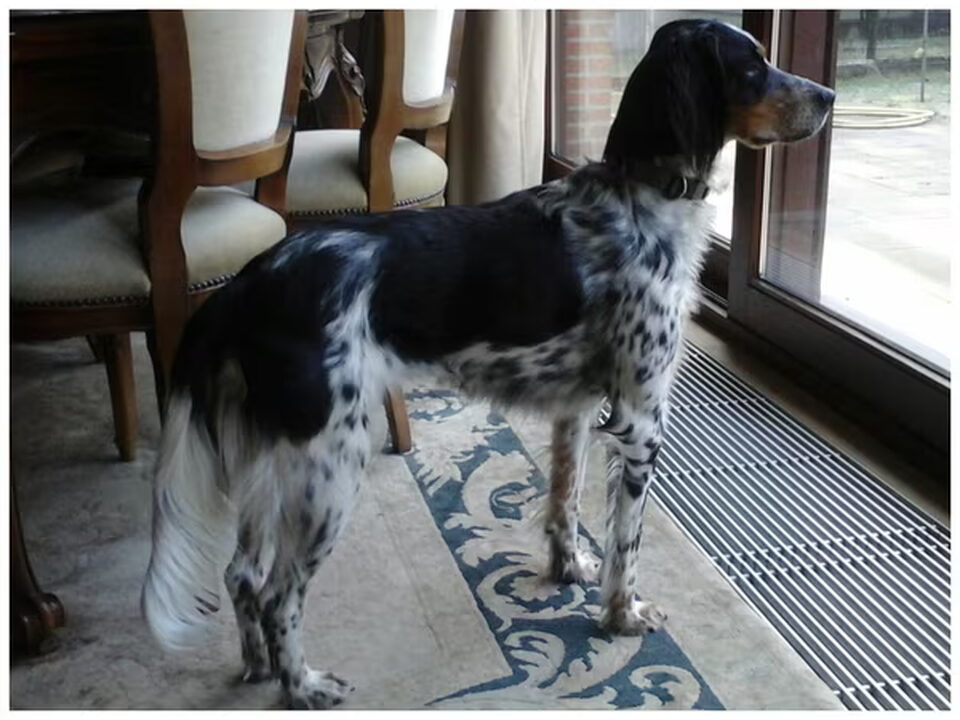 Engelse Setter