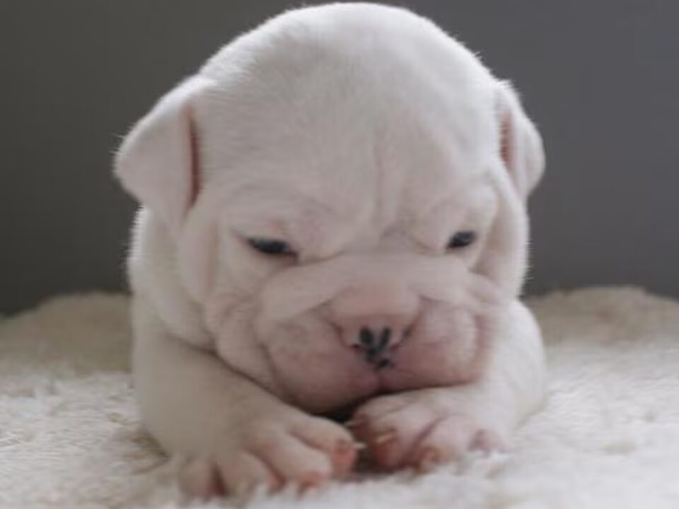 Pups van Ayrshire Bulldogs