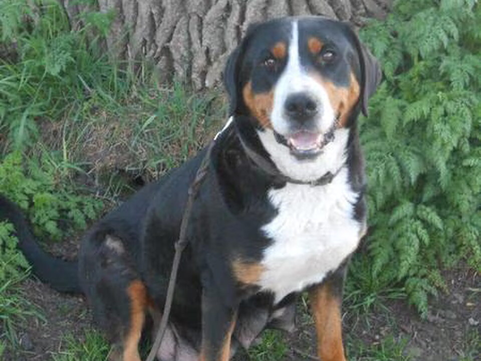 Pups van Bezõe