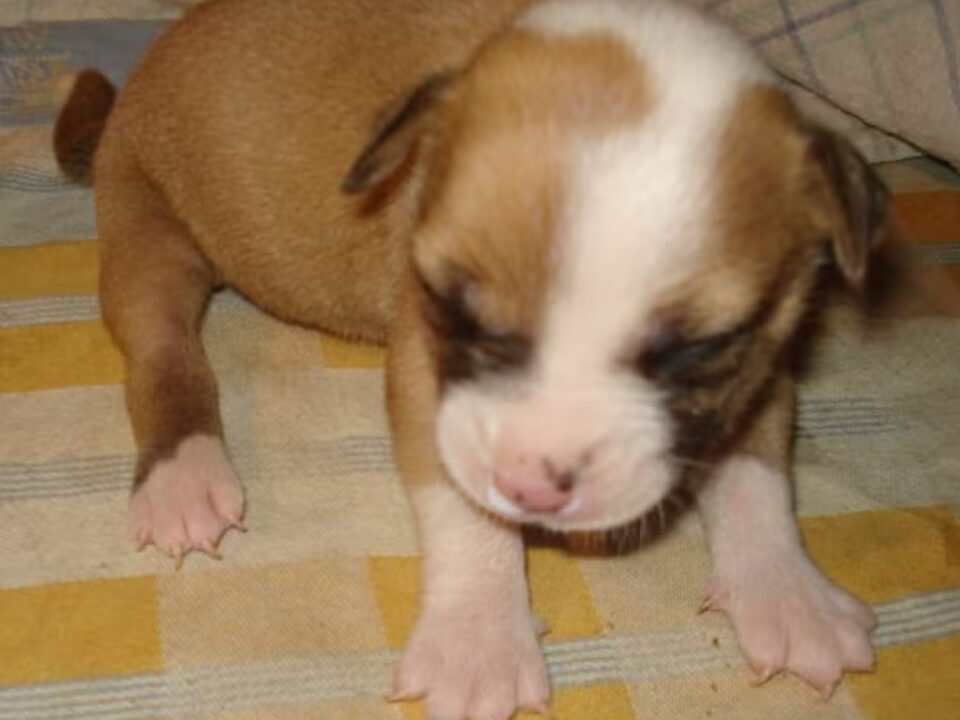 Pups van Evi