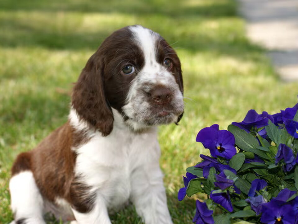 Pups van van de Dennenstaete