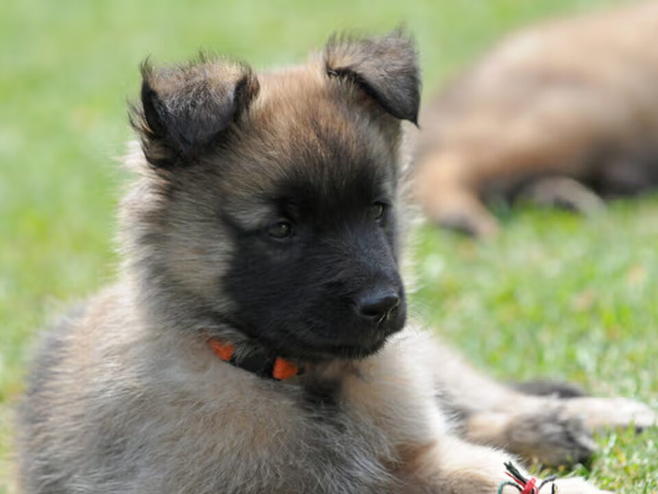 Pups van Maria Berkers & Gerard Manders