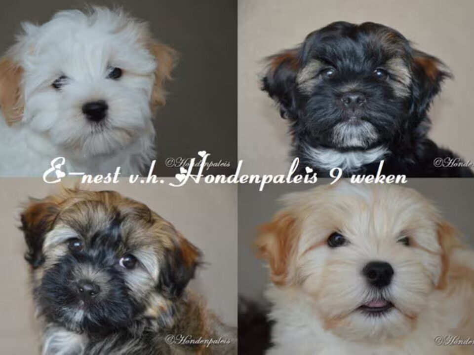 Pups van v.h. Hondenpaleis
