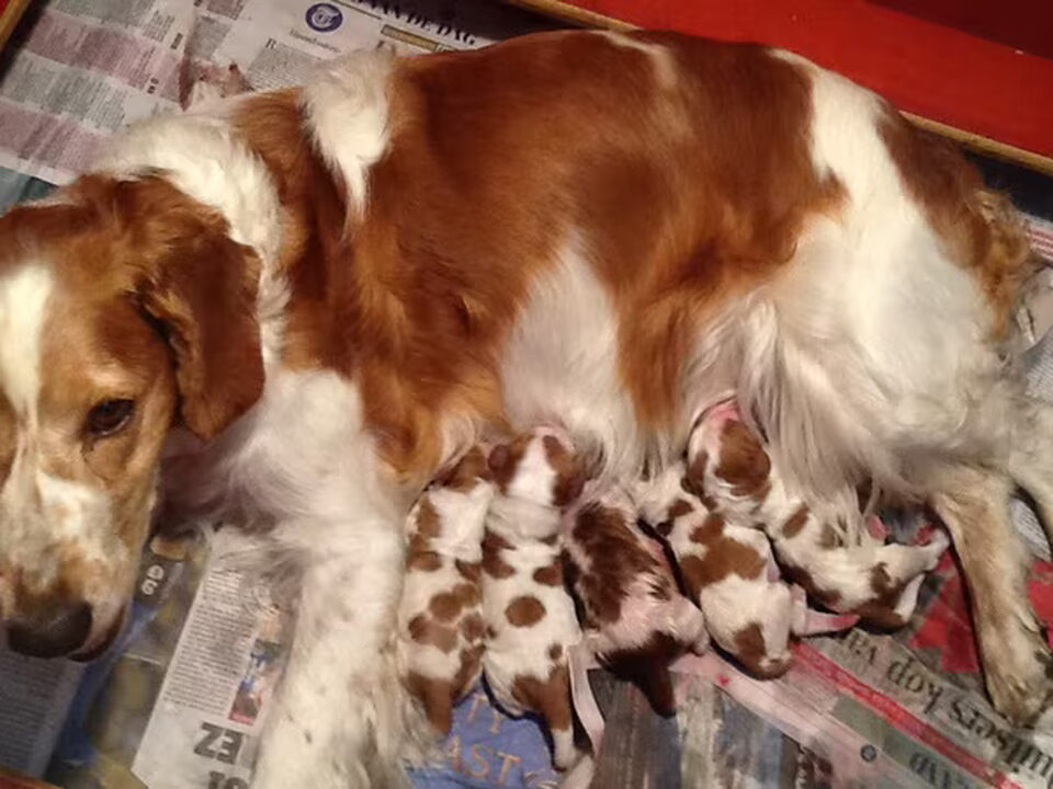 Pups van Kennel van de Drentsche Hunen