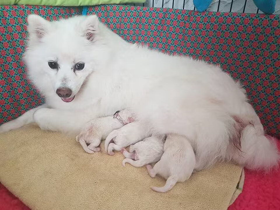 Pups van van het Bearehöfke