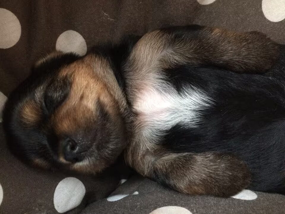 Pups van Julie Algoet