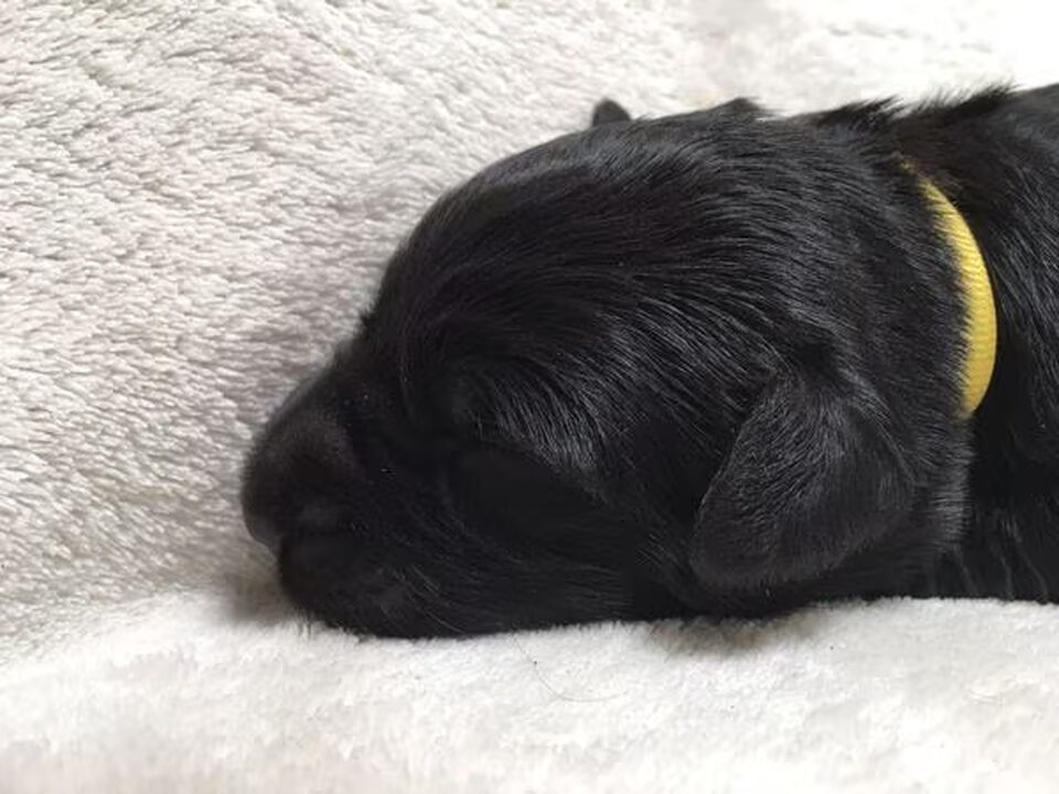 Pups van Auberge des Pattes Noires (Briardkennel Hengelo