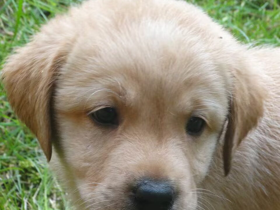 Pups van Gea van de Putte
