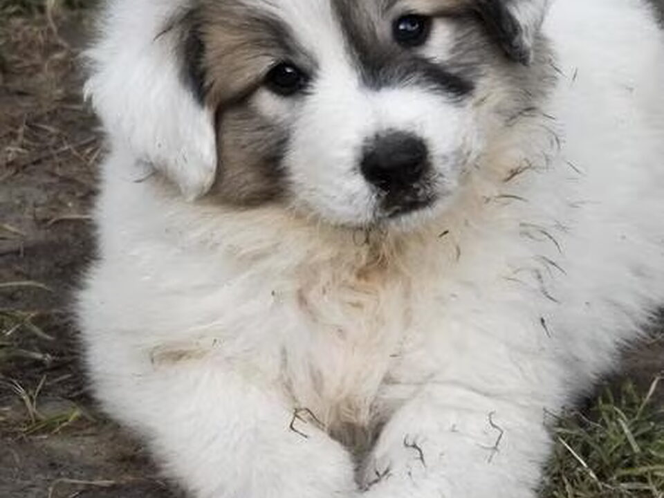 Pups van v. Patou's Legend