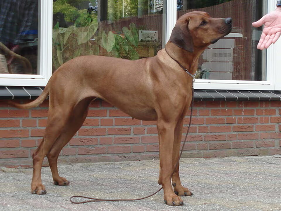 Pups van Jimely's joy
