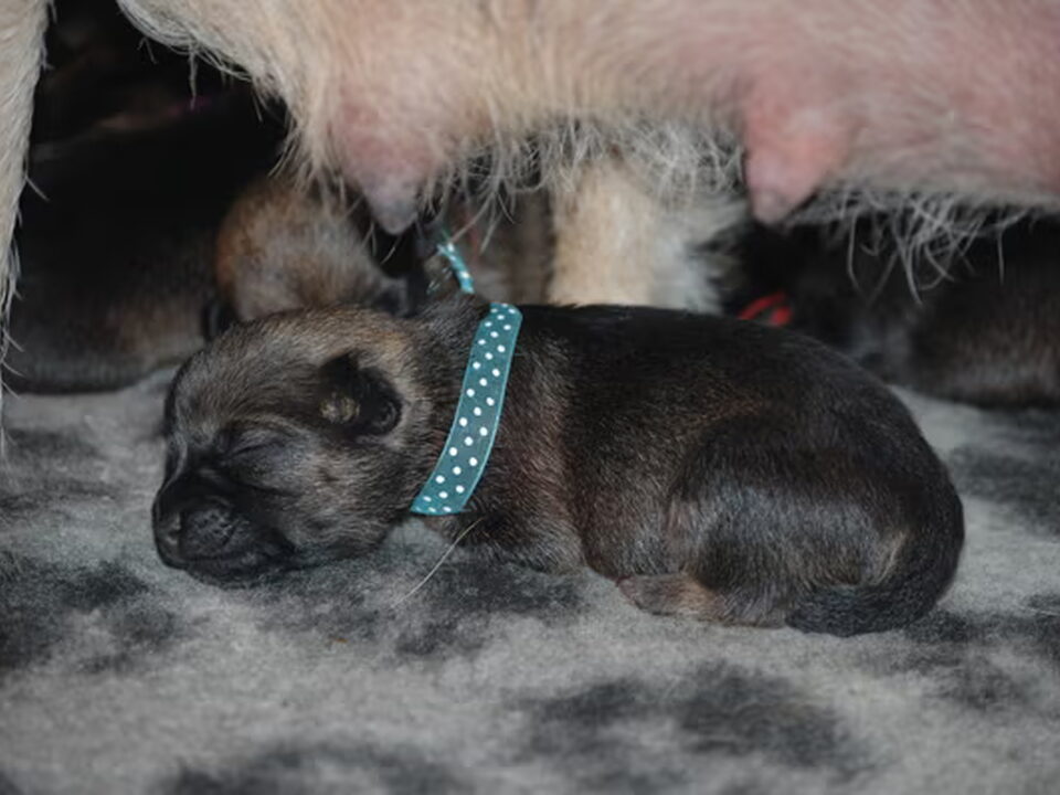 Pups van Renée Schutte
