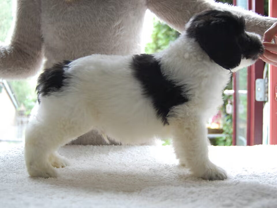 Pups van Bardzo-mi-milo-jestem