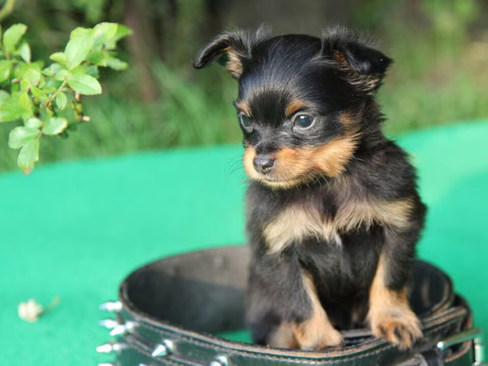 Pups van Russian Fairy Tale