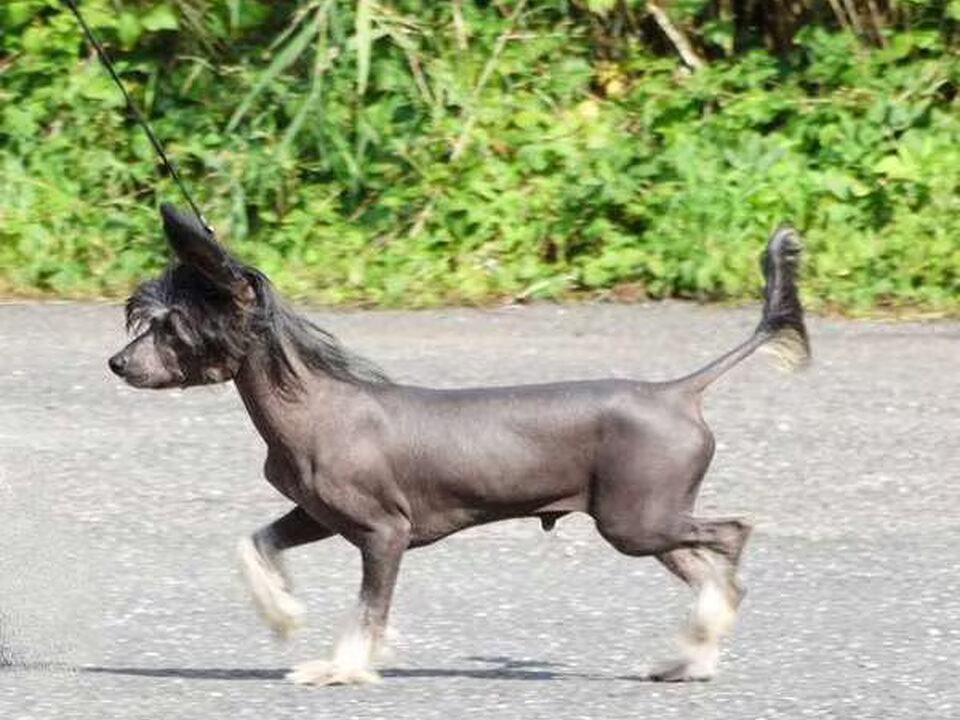 Pups van Forsetis