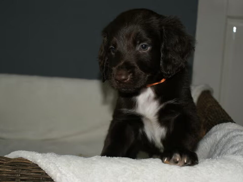 Pups van Pegge - Duitse Staande Langhaar