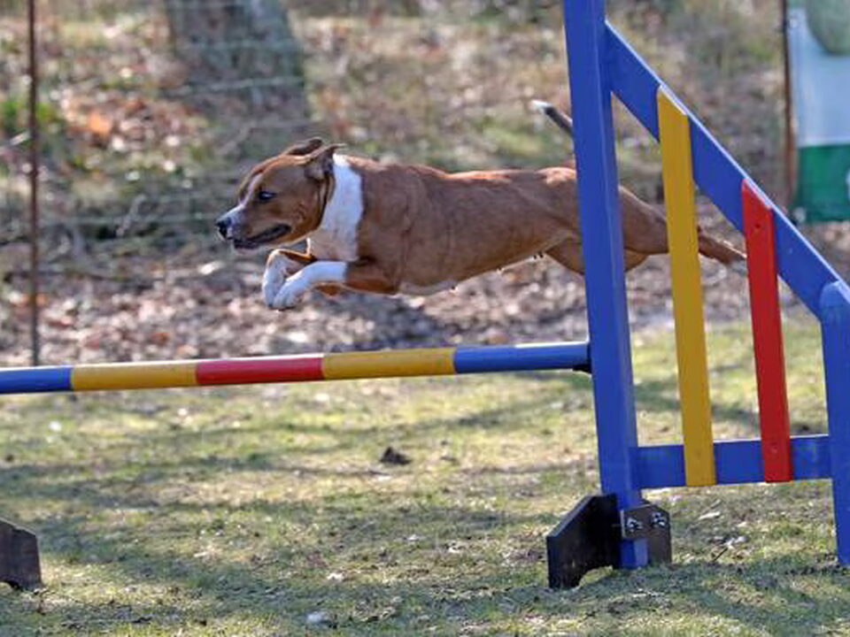 Pups van * Stand Your Ground * English Cocker Spaniel and Staffordshire Bull Terrier