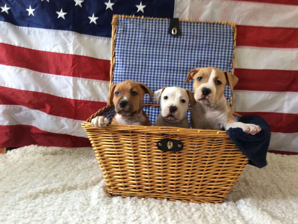 Pups van The  Kids Best Frend's kennel