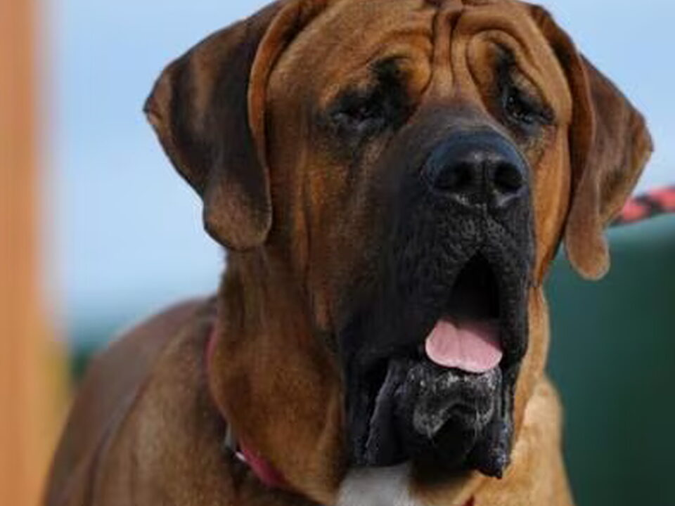 Foto van Malizi Doghouse Tosa inu kennel - Czech republic
