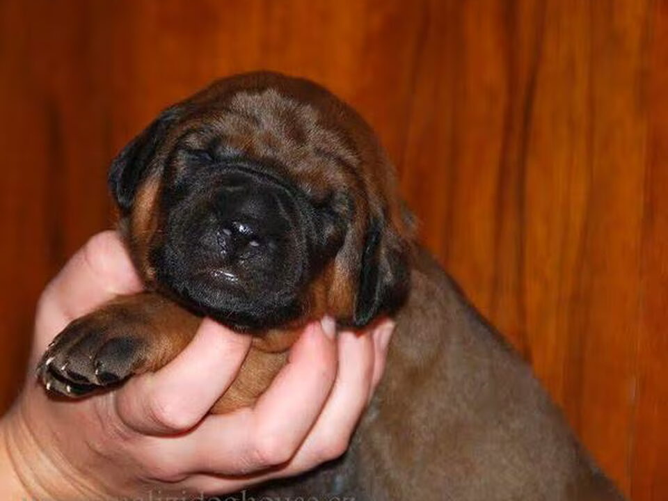 Pups van Malizi Doghouse Tosa inu