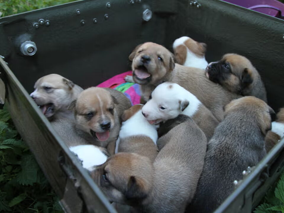 Pups van Uniwaii